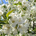 2 Mock Orange Plant Live | Mock Orange Shrub Plants for Gardens | 1–2 Ft Tall Outdoor Bushes | Suitable for Yard Planting and Landscape Use