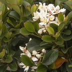 Blooming & Beautiful - Southern Moon Yedda Hawthorn - 3 gal - Monrovia - Evergreen Shrub - Spring White Flowers - Green Foliage - Zones 7-10 - Rhaphiolepis umbellata 'RutRhaph1' - 3 Gallon Pot