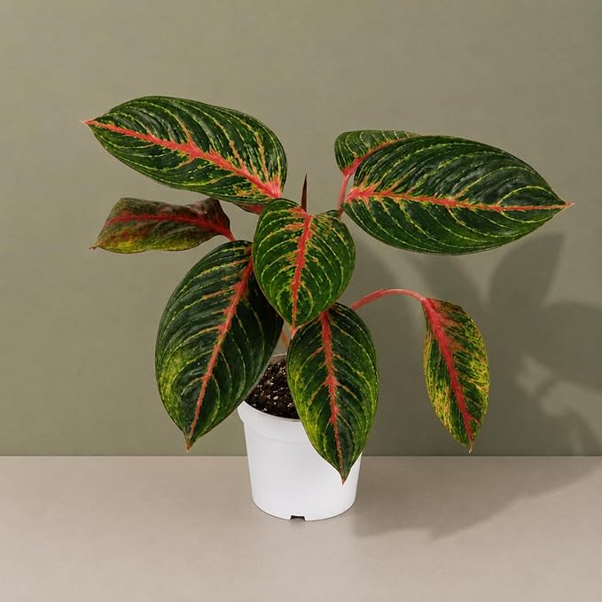 Agloanema Garnet House Plant, Chinese Evergreen Live Plant for Indoor Spaces, Colorful Aglaonema Live Plant, Feng Shui Plants Live Houseplants for Good Luck