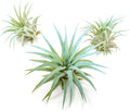Light Blue Colorful Tillandsia Air Plants -Long Lasting Color Enhanced Live Tillandsia Succulent House Plants - Home and Garden Decor -Easy Care Indoor/Outdoor Plants (Ionantha Rubra, Pack of 3)