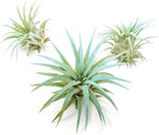 Light Blue Colorful Tillandsia Air Plants -Long Lasting Color Enhanced Live Tillandsia Succulent House Plants - Home and Garden Decor -Easy Care Indoor/Outdoor Plants (Ionantha Rubra, Single)