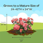 Proven Winners 2 Gal. Reminiscent Coral Rose Shrub