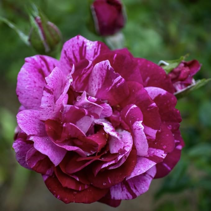 Purple White Stripe Climbing Rose Live Plant, Can Grow As Rose Bushes Shrubs, Fragrant Ready to Plant, Starter Size, 5 to 10 Inc Tall, Dormant in Winter