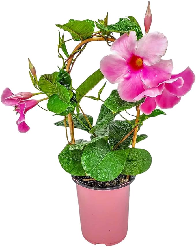 Pink Mandevilla Plant with Trellis - Live Flowering Plant - Tropical Plants of Florida - 18" to 20" Overall Height, 18" Hoop - 1 Gallon (Plant Only)