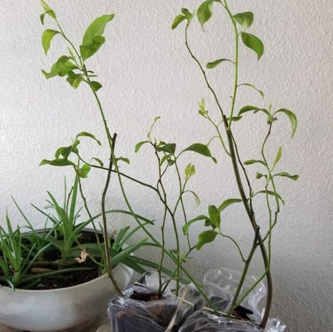 Virginia Sweetspire Shrub - 12-18" Tall Live Plant - Quart Pot - Henry's Garnet Bush Seedling - Itea Virginica 'Henrys Garnet'
