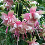 2 Fuchsia Plants, Live Fragrant Fuchsia Flower Bush Shrub, 3-6 Inches Tall (Pink)