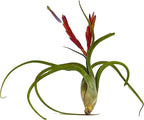 ragnaroc Air Plants - Flowering Tillandsia Caput Medusae, Large 5-7" - 5ct - Live Arrival Guaranteed - House Plants for Home Decor & Gift