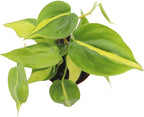 Philodendron Brazilian - 4'' from California Tropicals