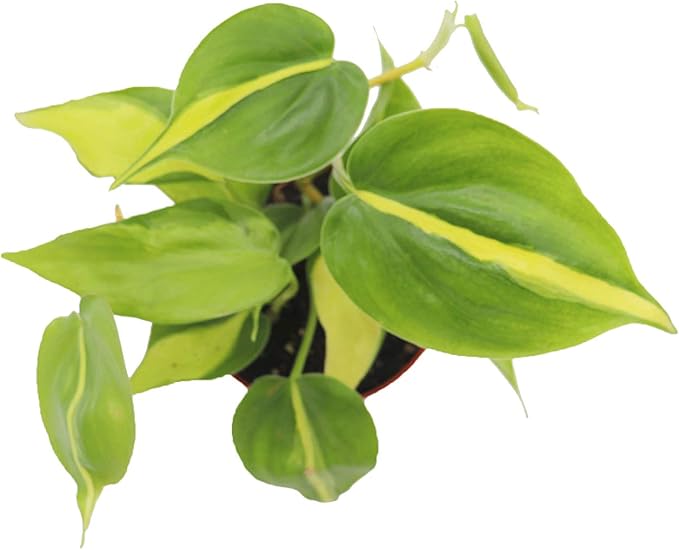 Philodendron Brazilian - 4'' from California Tropicals