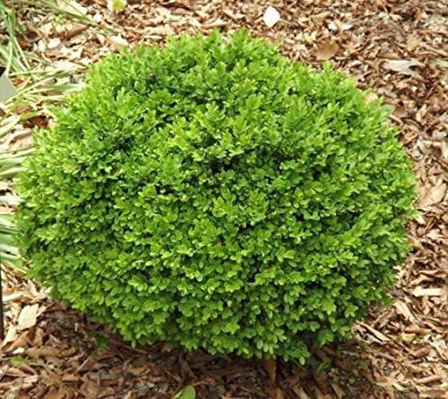 True Dwarf English Boxwood (Buxus) - Starter Plant (7m) (1 Live Plant)