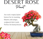 3 Rare Mixed Desert Rose Plants Live, Adenium Desert Rose Random Varieties, Starter 4-7'' Tall, Tropical Flowering Succulent, Indoor Outdoor Spring Planting