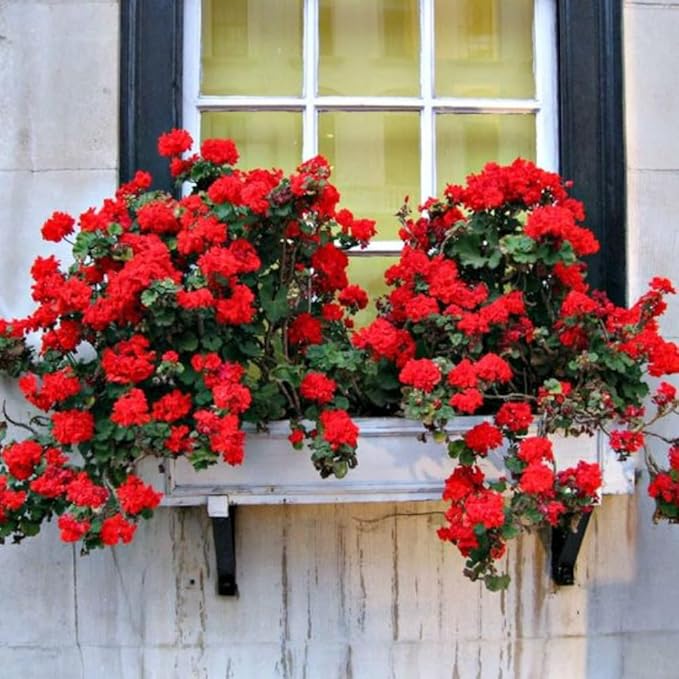 Set 2 Geranium Plants Live, 4-9 Inches Tall, Hardy Flowering Geraniums for Garden or Pots, Fragrant Perennial Blooms (Red Geranium)