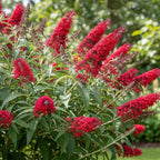 Red Butterfly Bush Live Shrub Plant Shrub, Buddleia Bush Well Rooted, 5 to 10 Inc Tall
