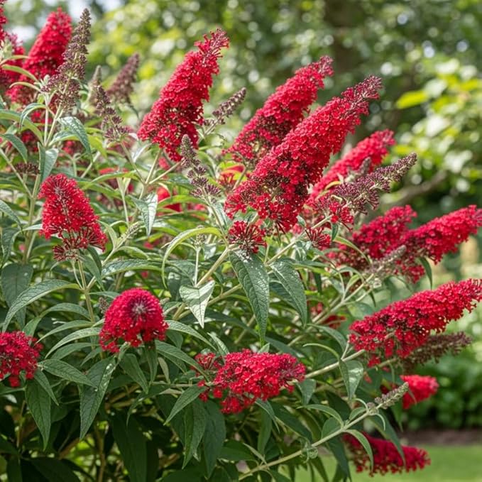 Red Butterfly Bush Live Shrub Plant Shrub, Buddleia Bush Well Rooted, 5 to 10 Inc Tall