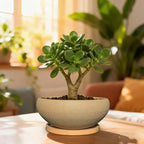 MUZHI 2 Pack Round Unglazed Ceramic Bonsai Pot with Bamboo Tray 8"+6.5", Large Rough Pottery Succulent Planter with Drainage Hole