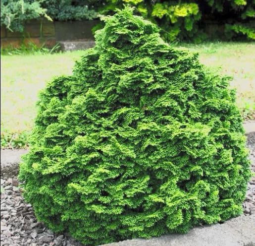 Dwarf Hinoki Cypress Live Plant in Pot – Chamaecyparis obtusa Nana Gracilis – Evergreen Bonsai Tree, Outdoor Shrub for Landscaping, Patio Container, Japanese Garden Accent
