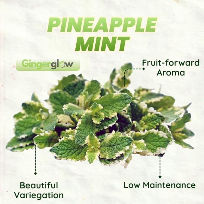 Pineapple Mint Plants Live, Mint Plants for Inside and Home Décor, 3-Inch Potted Fresh Herb for Kitchen Gardens and Indoor Outdoor Growing