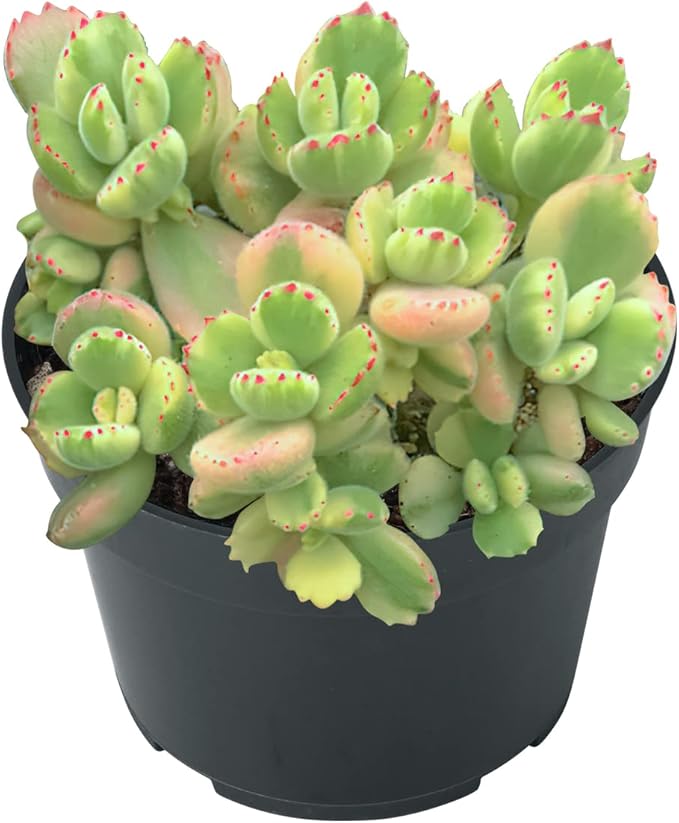 Sprout N Green Bear’s Paws, Live Succulent Fully Rooted in 4" Pots with Soil Mix, Rare House Plant for Home Office Indoor Outdoor Wedding Decor, DIY Projects, Party Favor