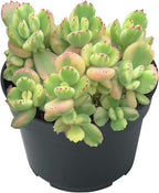 Sprout N Green Bear’s Paws, Live Succulent Fully Rooted in 4" Pots with Soil Mix, Rare House Plant for Home Office Indoor Outdoor Wedding Decor, DIY Projects, Party Favor
