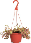 Shop Succulents Calico Kitten Hanging Succulent, Crassula Pellucida Variegata, Fully Rooted Live 6" Succulent Plant, Low Maintenance Indoor Plant, Trailing Succulents, Gift & Garden