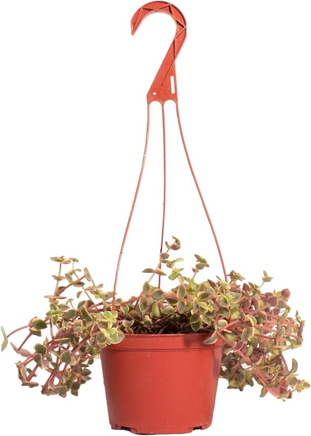 Shop Succulents Calico Kitten Hanging Succulent, Crassula Pellucida Variegata, Fully Rooted Live 6" Succulent Plant, Low Maintenance Indoor Plant, Trailing Succulents, Gift & Garden
