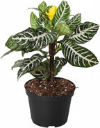 Aphelandra Zebra Plant (4 inch) - Pet-Friendly Houseplants - Attractive Indoor Plants, Easy to Grow, Pet Safe Plants for Cats & Dogs, Ideal for Home Decor, Office & Gift