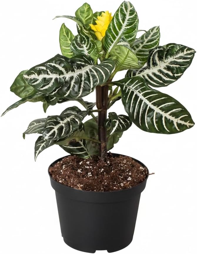 Aphelandra Zebra Plant (4 inch) - Pet-Friendly Houseplants - Attractive Indoor Plants, Easy to Grow, Pet Safe Plants for Cats & Dogs, Ideal for Home Decor, Office & Gift