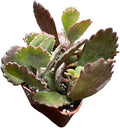 Live Cactus and Succulent Plants (2" Pot Kalanchoe Pumila)