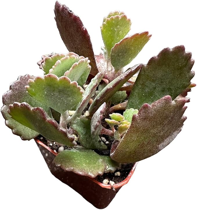 Live Cactus and Succulent Plants (2" Pot Kalanchoe Pumila)