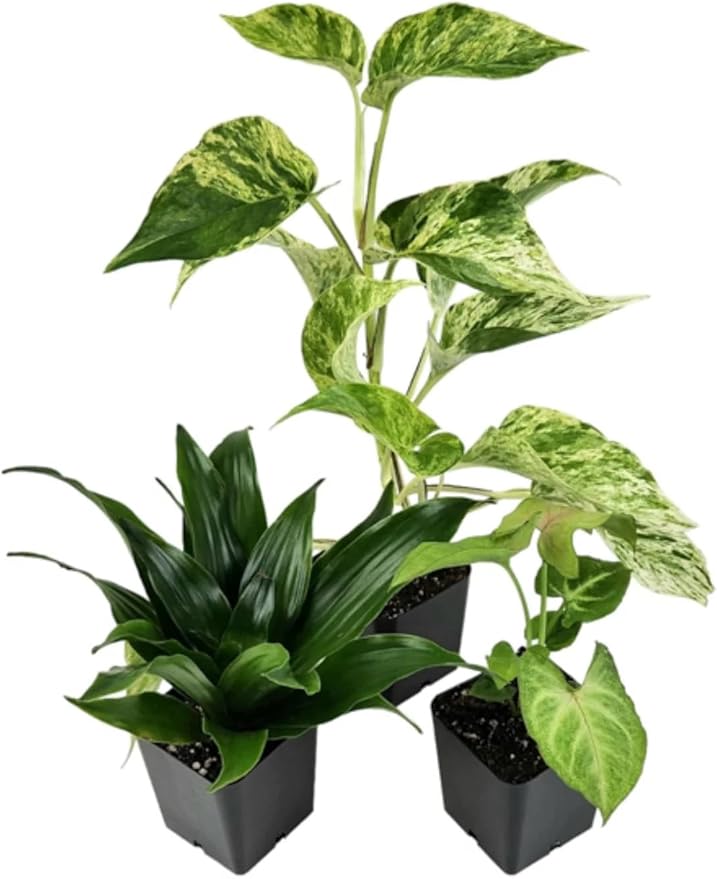 Josh's Frogs 18x18x18 Crested Gecko Vivarium Plant Kit