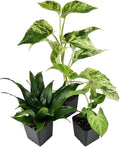 Josh's Frogs 18x18x18 Crested Gecko Vivarium Plant Kit