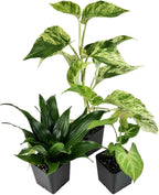 Josh's Frogs 18x18x18 Crested Gecko Vivarium Plant Kit