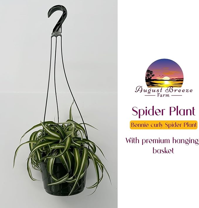 Spider Plant Live houseplant - Bonnie Curly Variety in Hanging Basked - Curly Variegated Green and White Leaves - Great air Purifier Plant, Perfect for Home and Office Decor