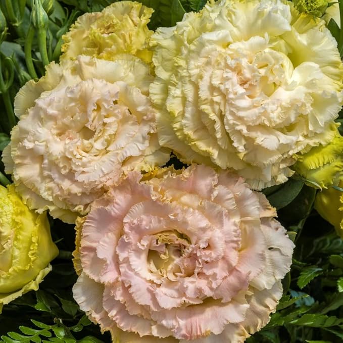 Eustoma Lisianthus Plant Live, Lisianthus Flowers Well Rooted Plug 2-3 Inch Height, Lisianthus Thornless Roses Seedling (Pink Yellow Lisianthus)