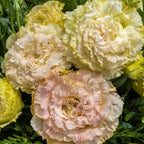 Eustoma Lisianthus Plant Live, Lisianthus Flowers Well Rooted Plug 2-3 Inch Height, Lisianthus Thornless Roses Seedling (Pink Yellow Lisianthus)