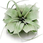 ragnaroc Air Plants - Tillandsia Xerographica, Regular 3-5” - 3ct - Live Arrival Gauranteed - House Plants for Home Decor & Gift