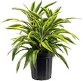 American Plant Exchange Dracaena Lemon Lime – 3-Gallon with Pot – Live Indoor/Outdoor Air Purifying Plant, Vibrant Green Foliage for Home, Office, or Patio Decor