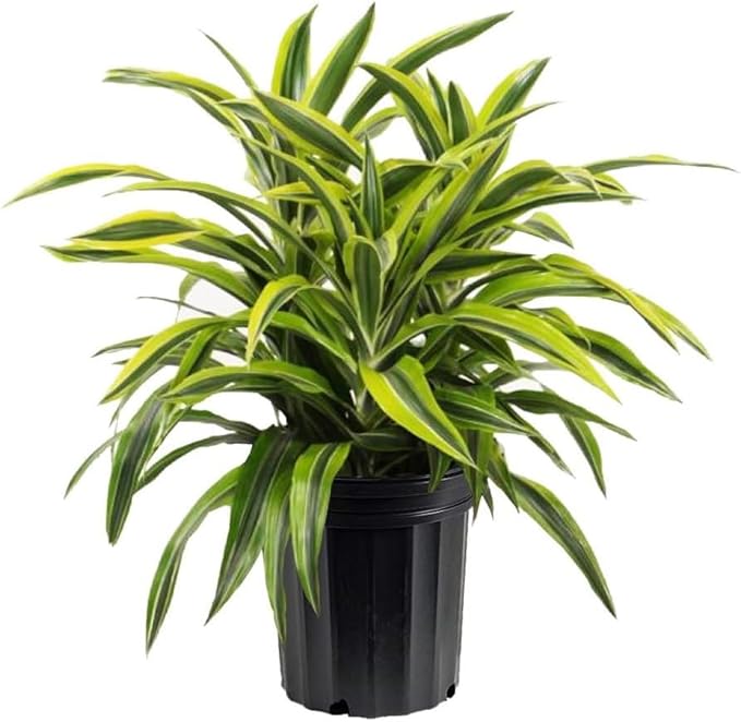 American Plant Exchange Dracaena Lemon Lime – 3-Gallon with Pot – Live Indoor/Outdoor Air Purifying Plant, Vibrant Green Foliage for Home, Office, or Patio Decor