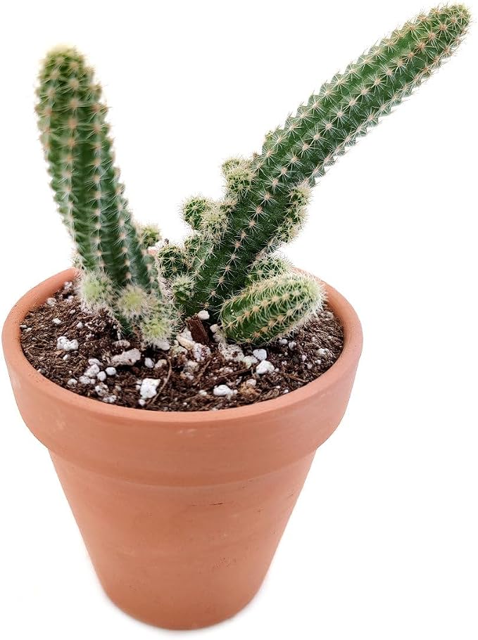 Live Cactus Plants, Fully Rooted 2-inch Cactus Succulent Plants, Rare Varieties for Gift or Home Decoration (Peanut Cactus Echinopsis)