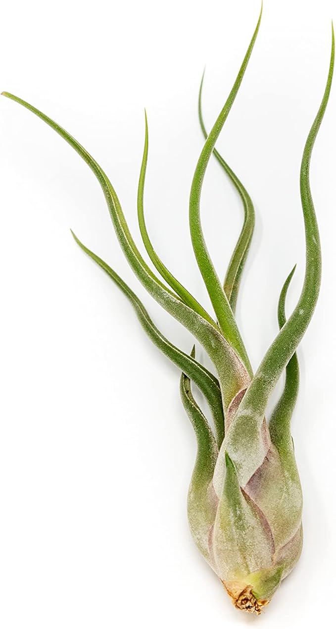 6 Pack of Wild Ones Air Plants -Tillandsia Caput Medusae, Butzii & Bulbosa Guatemala -Air Plants Live Succulent House Plants for Holders -Available in Wholesale/Bulk- Easy Care Indoor/Outdoor Plants