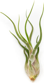 Pack of Wild Ones Air Plants - Tillandsia Caput Medusae, Butzii & Bulbosa Guatemala- Succulent House Plants for Holders-Available in Wholesale/Bulk- Easy Care Indoor/Outdoor Plants (Pack of 6 Large)
