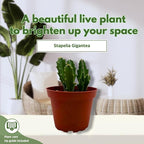 BubbleBlooms Stapelia gigantea, Giant Starfish Flower, Rare Huernia, Zulu Carrion Giant Plant, 4 inch Pot