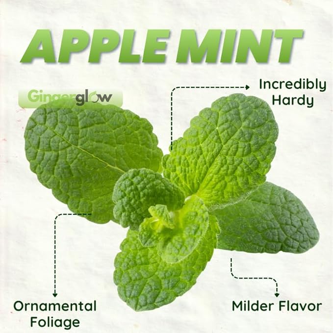 Apple Mint Plants Live, Mint Plants for Inside and Home Décor, 3-Inch Potted Fresh Herb for Kitchen Gardens and Indoor Outdoor Growing