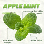 Apple Mint Plants Live, Mint Plants for Inside and Home Décor, 3-Inch Potted Fresh Herb for Kitchen Gardens and Indoor Outdoor Growing