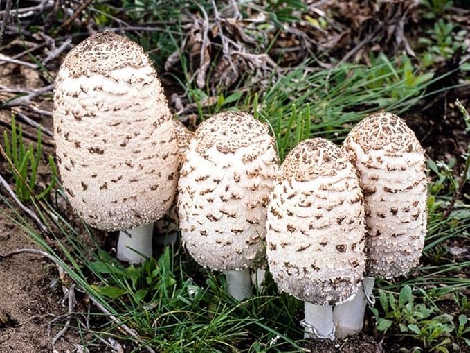 Root Mushroom Farm- Mushroom Liquid Cultures/Shaggy Mane(Coprinus comatus)
