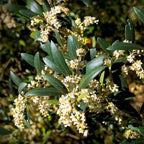 Olive Tree Mission (4 Pack) Real Olea Europaea | Easy to Grow Plants | Great Gift for Celebrations | Grow Your own Food on Your Edible Organic Garden| Edible Fruit Plant Live for Planting|