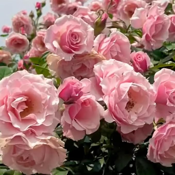Pearly Gates Peachy Climbing Rose Live Plant, Can Grow As Rose Bushes Shrubs, Fragrant Ready to Plant, Starter Size, 5 to 10 Inc Tall, Dormant in Winter