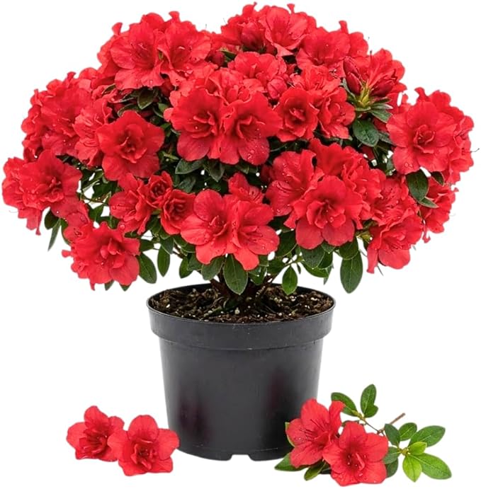Azalea Live Plant, Live Azalea Plants, Flowering Shrub with Vibrant Red Blooms, 4-7 Inches Tall in 4 Inch Pot (Red)