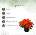 Live Flowering Sunpatiens - Orange (2 Plants Per Pack), Beautiful Annual Summer Color, 10" Tall by 6" Wide in 1 Quart Pot