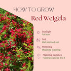 Red Weigela Live Plant, Spring Blooming Shrub in 4” Pot, Hardy Perennial Flowering Bush for Garden Borders, Cold Hardy, Dormant in Winter